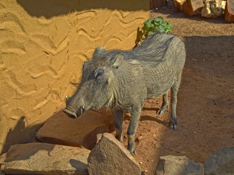 Amani Lodge, Warthog